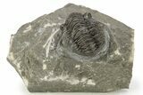 Detailed Gerastos Trilobite Fossil - Morocco #226630-3